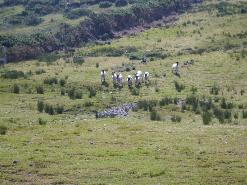 bordercolliesroundingupsheep.jpg