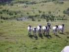 bordercolliesroundingupsheep2_small.jpg