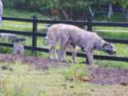 irishwolfhounds_small.jpg