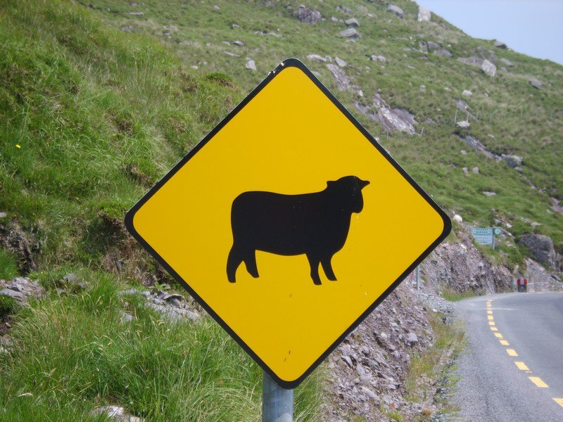 sheepcrossing.jpg