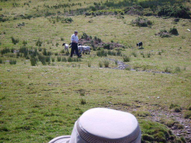 sheepfarmerwithhisdogs.jpg