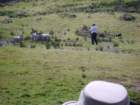 sheepfarmerwithhisdogs2_small.jpg