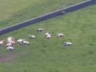 nearbysheep_small.jpg