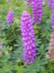 closeupflower_small.jpg