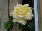 evenmoreflowersatminardcastle_small.jpg