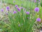 flowersatminardcastle_small.jpg