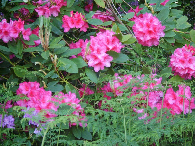 flowersonthewaytothewater.jpg