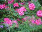 flowersonthewaytothewater_small.jpg