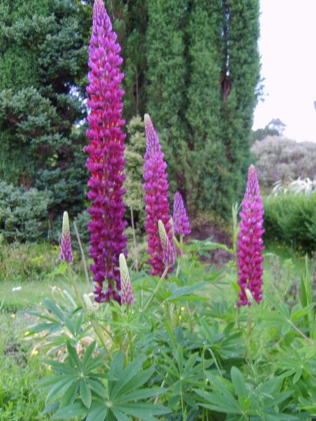 gardensatminardcastle3.jpg
