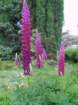 gardensatminardcastle3_small.jpg