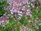 moreflowersatminardcastle2_small.jpg
