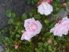moreflowersatminardcastle3_small.jpg