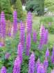 moreflowersatminardcastle_small.jpg