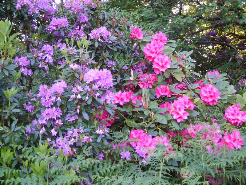 moreflowersonthewaydowntothewater.jpg