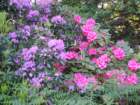 moreflowersonthewaydowntothewater_small.jpg