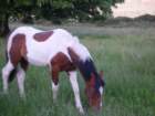 oneoftheponiesatminardcastle_small.jpg
