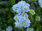 whiskeyagogonowaititsmoreflowers_small.jpg