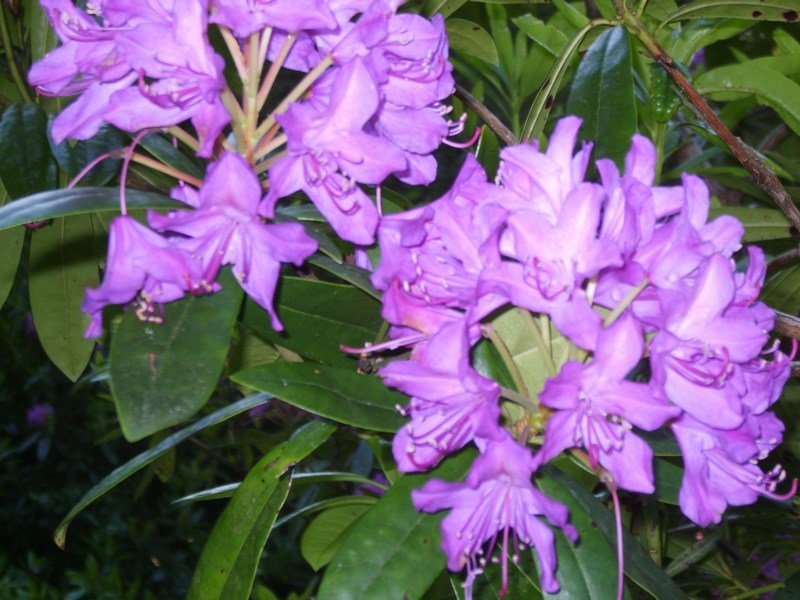wouldyoubelieveevenmoreflowers.jpg